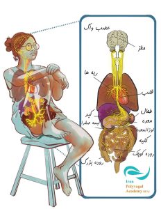 تشریح عصب واگ